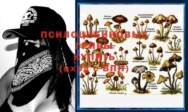 крисы Баксан
